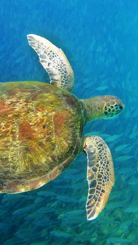 今日は世界ウミガメの日