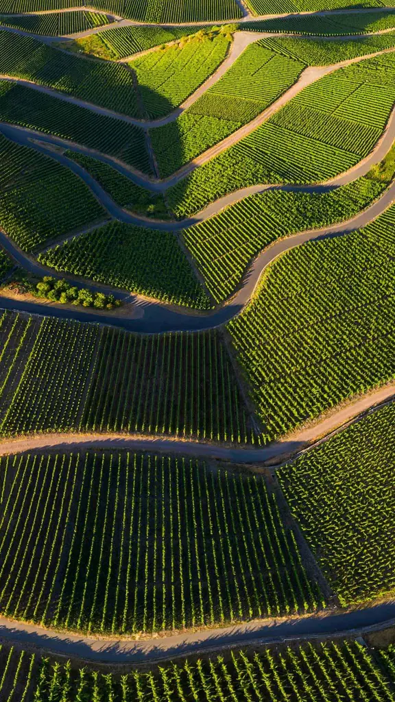 'Riesling' to perfection