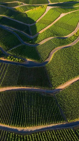 Tesouros vin&iacute;colas do Mosela