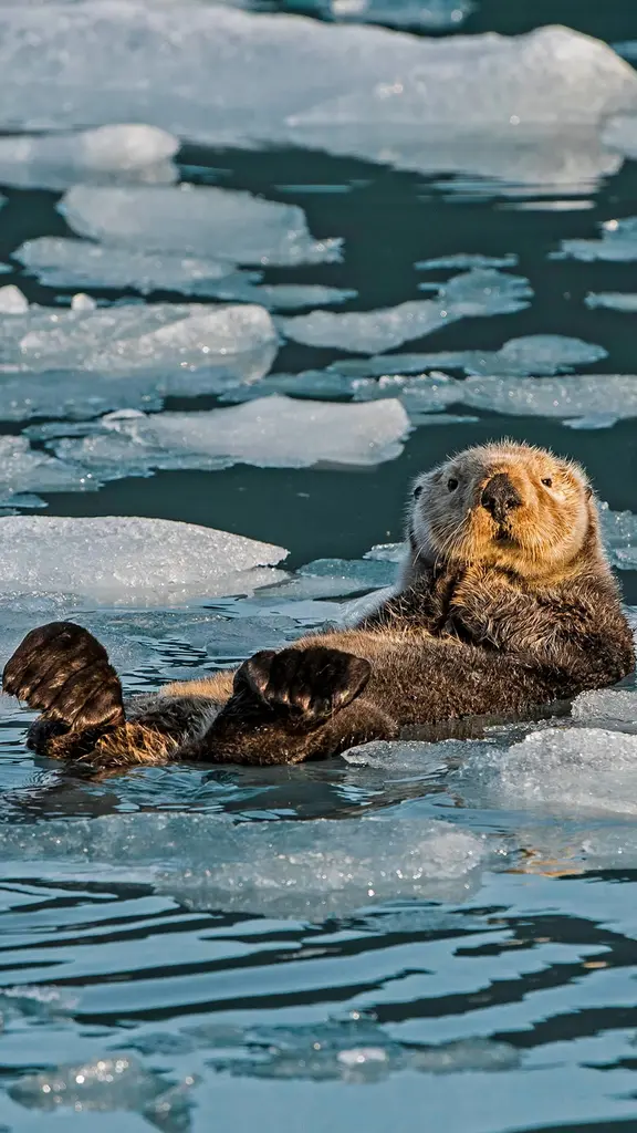 Incr&iacute;vel como uma lontra