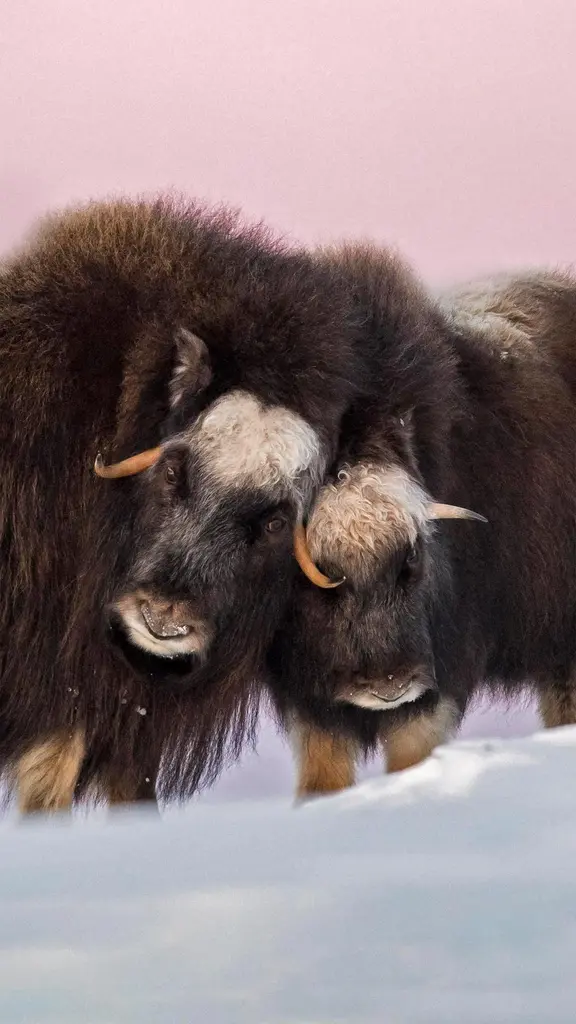 这些古老的动物是什么？