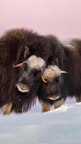 这些古老的动物是什么？