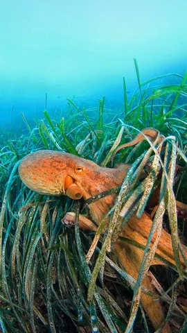 海草中的章鱼，法国利翁湾