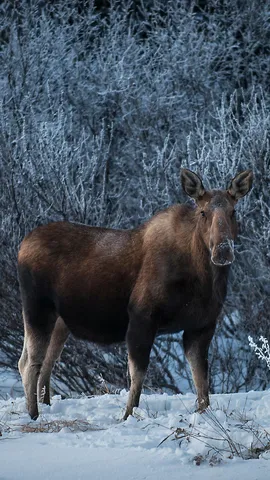 北欧の森に生息する巨人