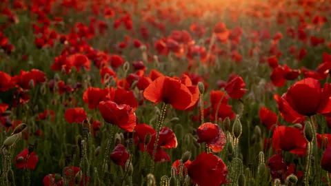 Lest we forget&hellip;