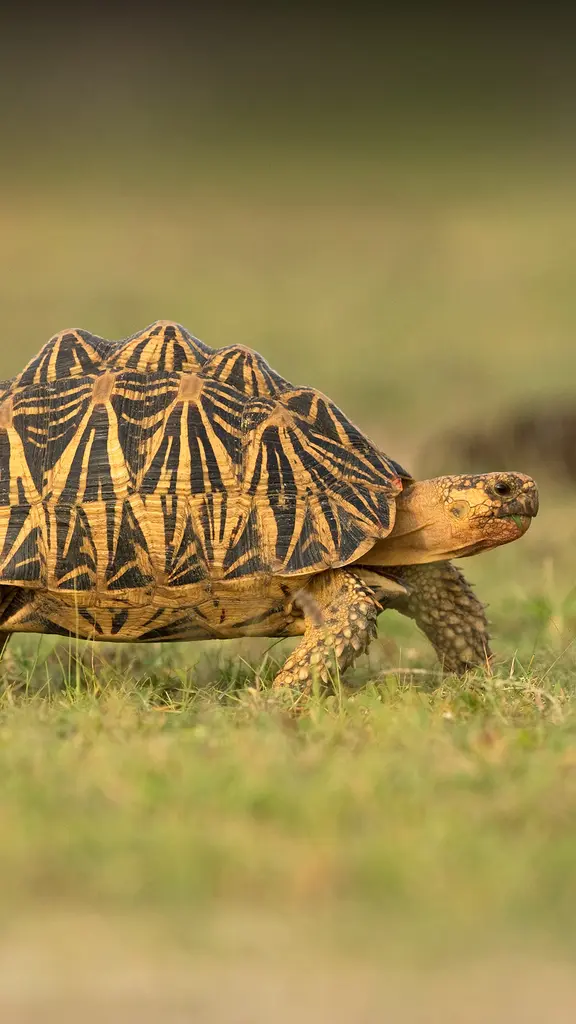 Looking for a shell-ter