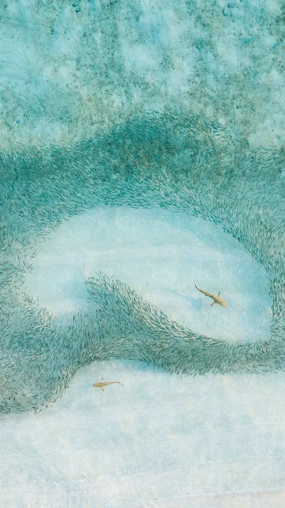 A shiver of sharks on the hunt