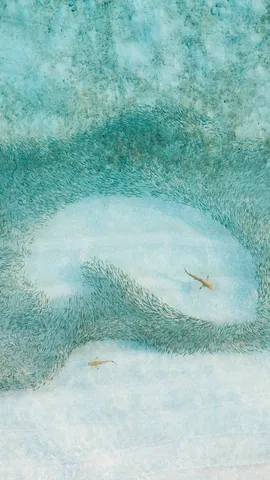 Um arrepio de tubar&otilde;es na ca&ccedil;a