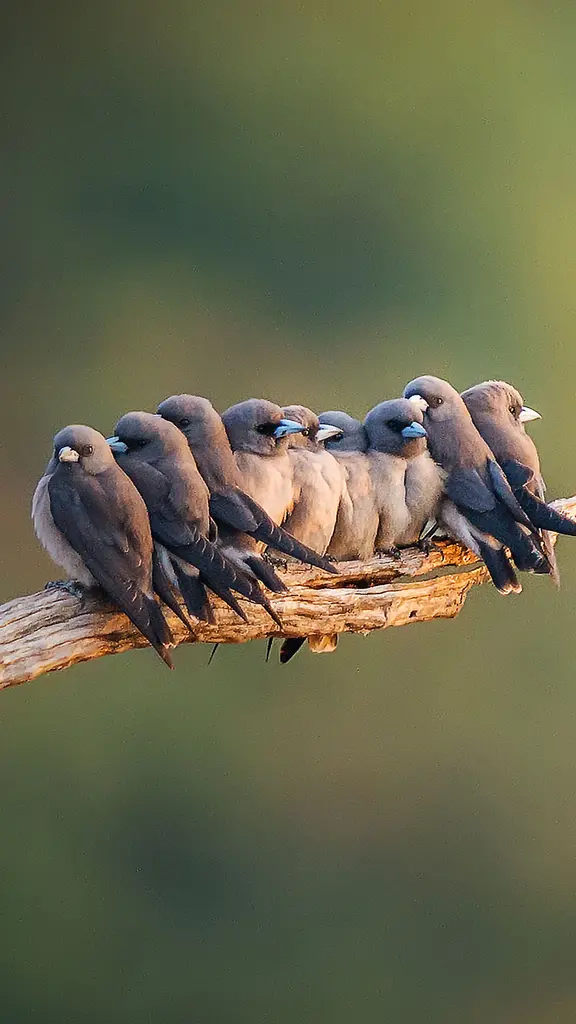 物以类聚，鸟以群分