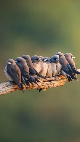 物以类聚，鸟以群分