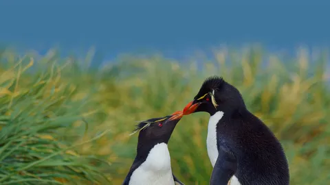 Onde esses pinguins est&atilde;o se beijando?