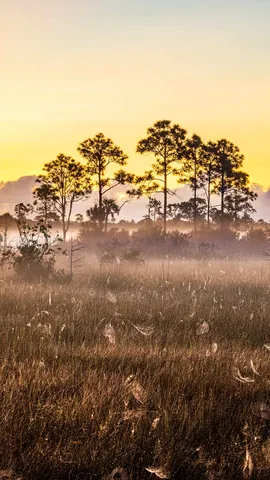 Spider webs in Everglades National Park, Florida, United Sates