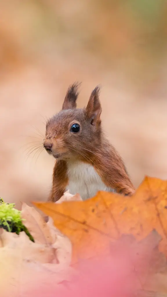 今日は米国の「リス感謝デー」