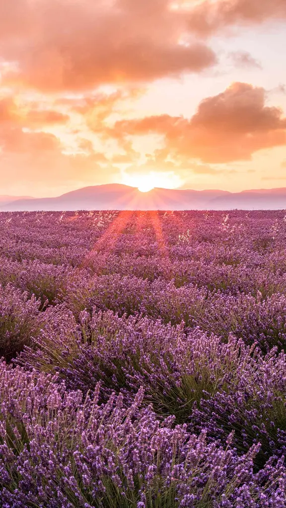 Un petit coin de paradis proven&ccedil;al