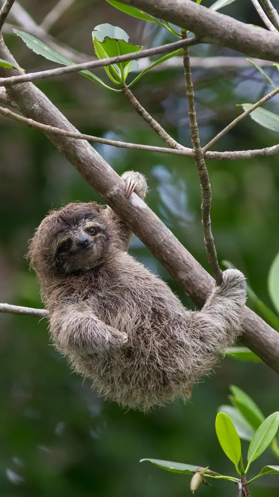 今日は国際ナマケモノデー