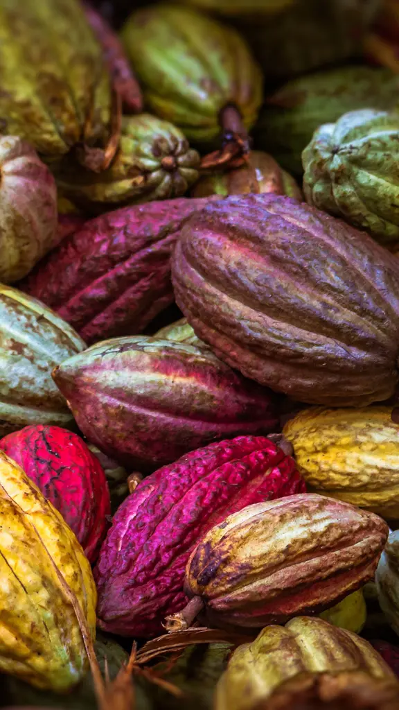 Vagens de cacau de Ambanja, Madagascar