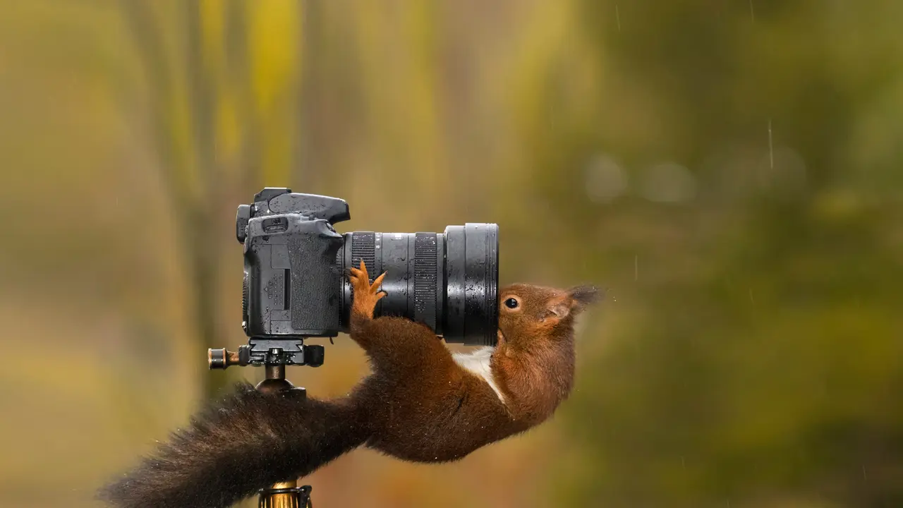 Estou pronto para o meu close-up, Sr. DeSquirrel