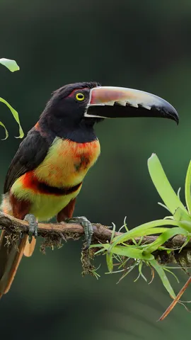 Rey de la selva tropical