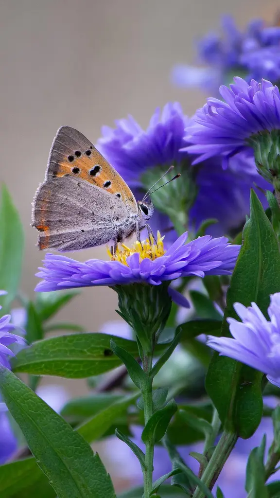 Les sentinelles de la biodiversit&eacute;