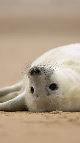 仰向けに横たわるハイイロアザラシの赤ちゃん