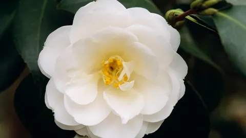 Uma flor pela liberdade