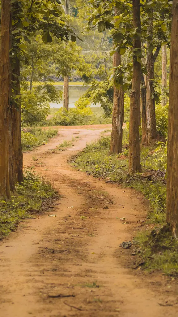 一条安静的林间小路