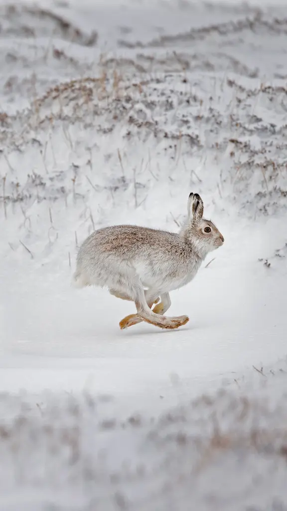 在白雪覆盖的高地上奔跑的雪兔，苏格兰