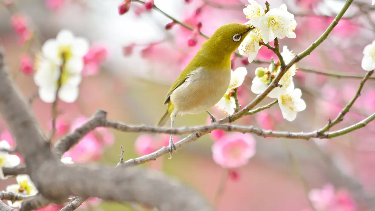 今日は｢立春｣