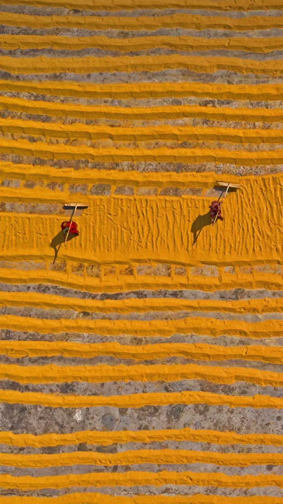 正在晾晒的大米，孟加拉国达卡