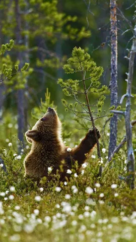北方针叶林中的欧洲棕熊幼崽，芬兰