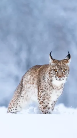 美しい毛皮を持つ孤高の動物