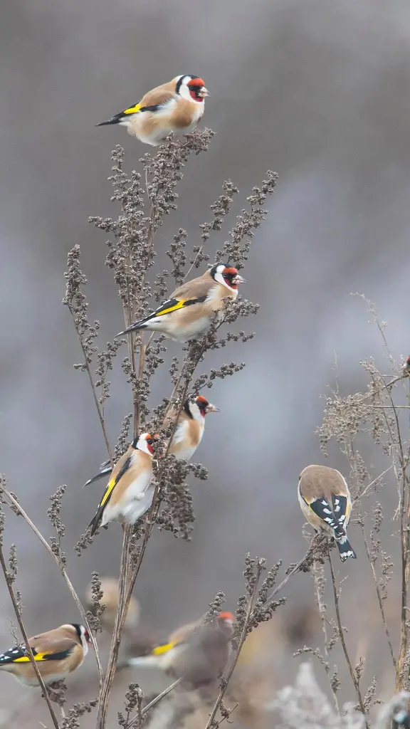 Farbenfrohe G&auml;ste