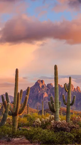 'Saguaro' voc&ecirc; hoje?