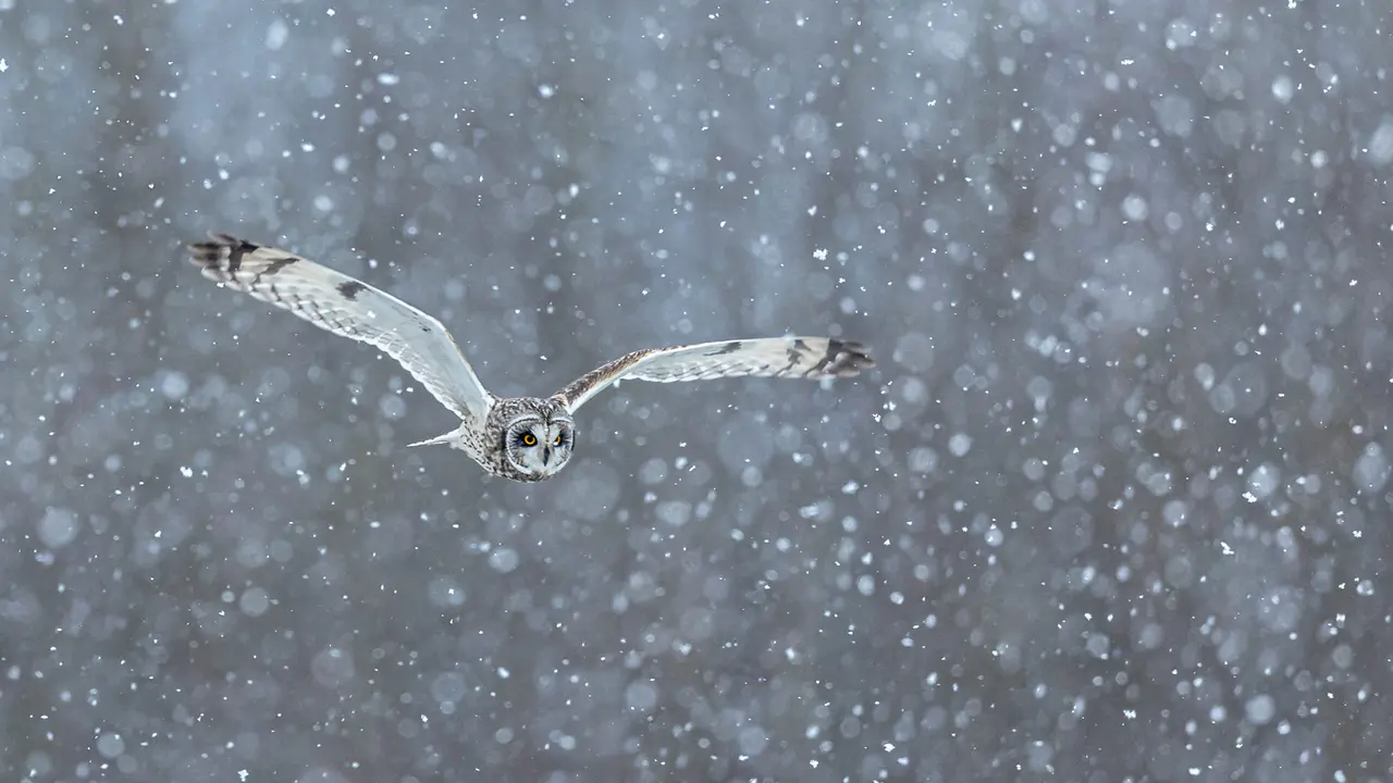 Un chasseur hors pair