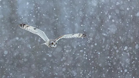 Snow-way you'll miss it