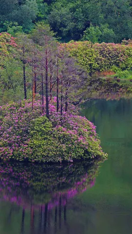 格伦&middot;埃蒂夫盛开着石南花的小湖，苏格兰