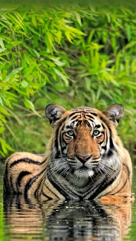 今日は国際トラの日