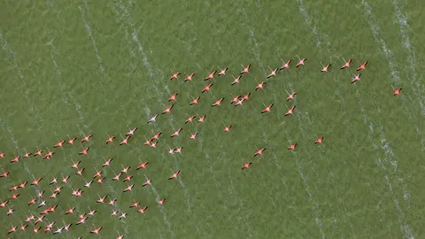 上空から見たフラミンゴたちの群舞