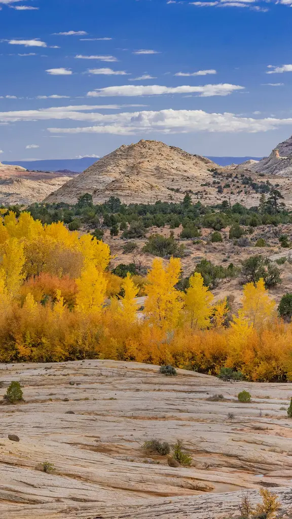 A pop of autumn gold