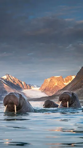 Silence, &ccedil;a pose !