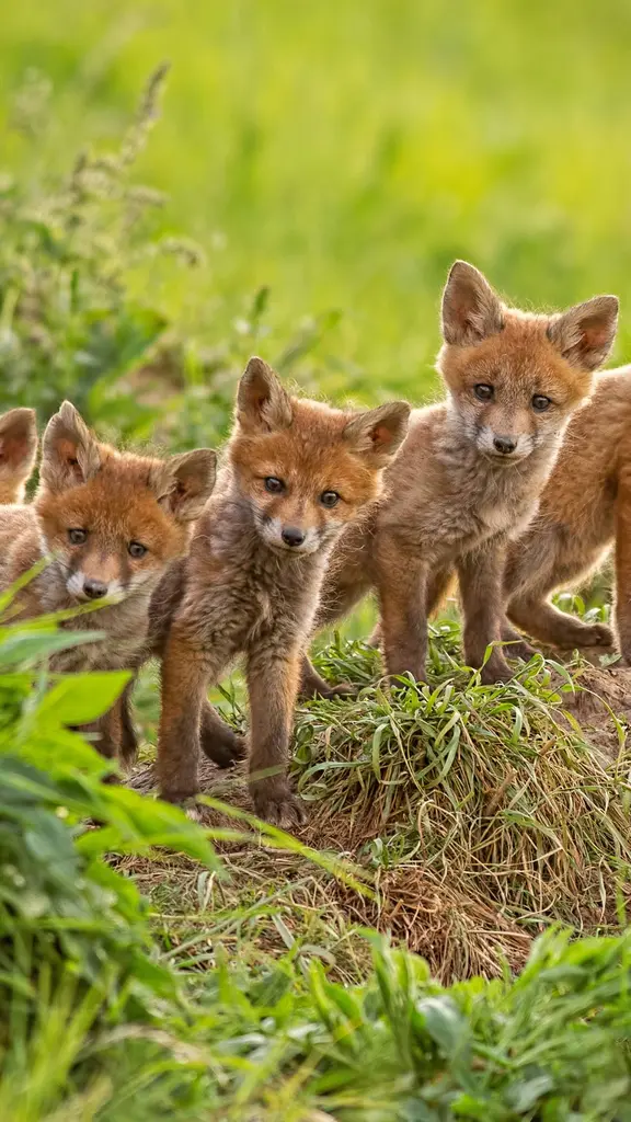 6 sfumature di rosso?