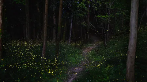 初夏の夜を彩る光の舞