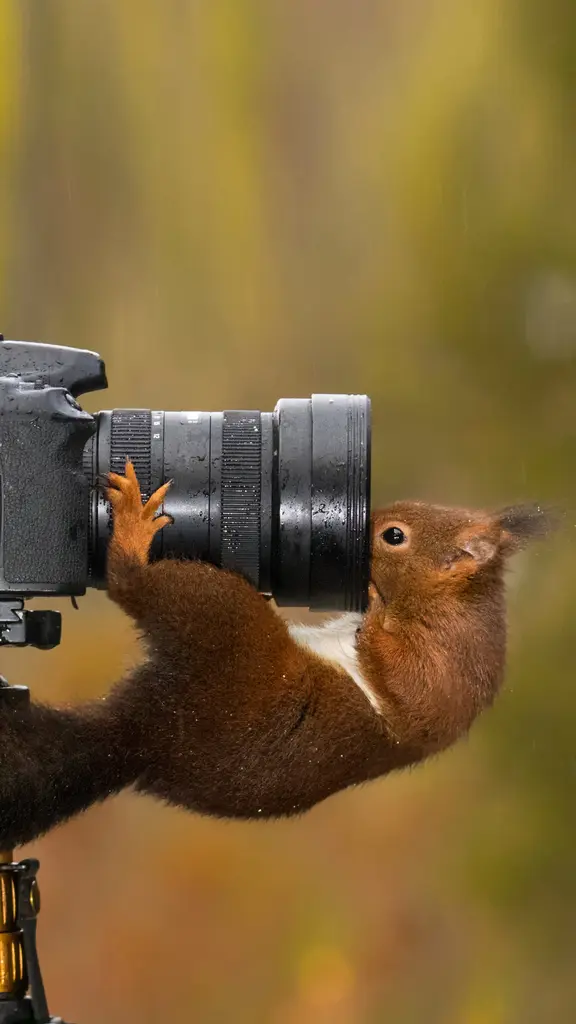 Estou pronto para o meu close-up, Sr. DeSquirrel