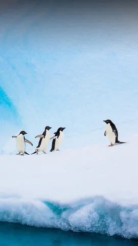 Uma celebra&ccedil;&atilde;o gelada