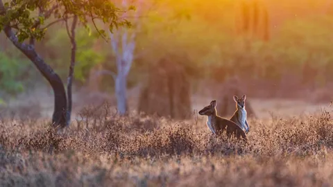小形のカンガルー