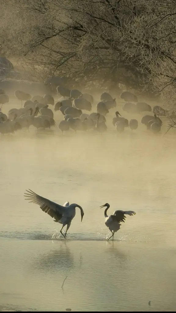 The dance of romance