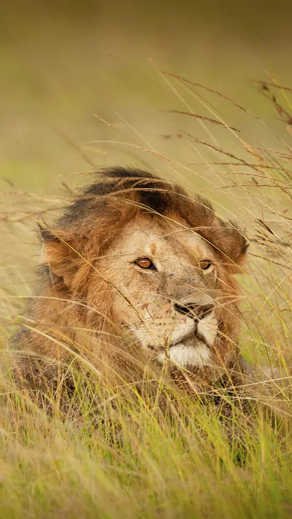 今日は世界ライオンの日