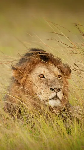 今日は世界ライオンの日