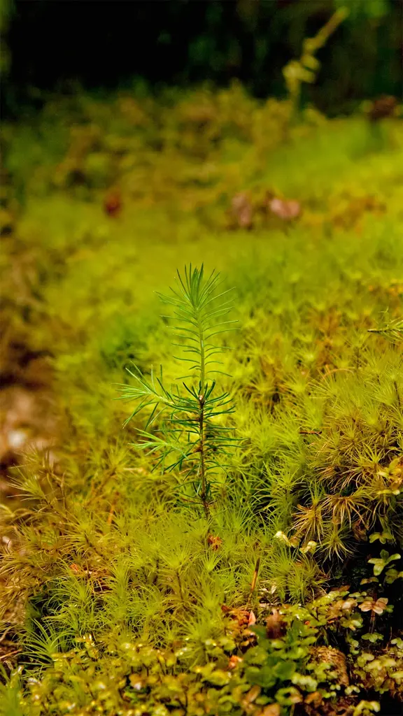 潜力惊人的萌芽