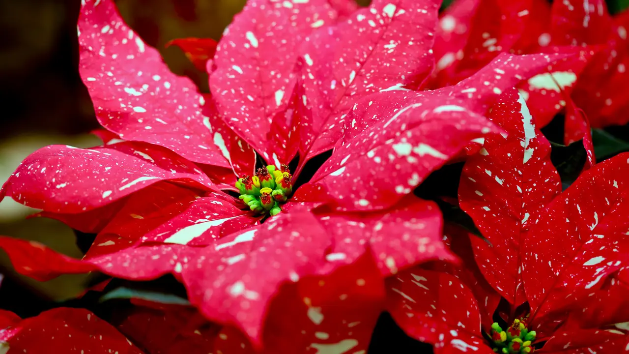 Spotted poinsettia